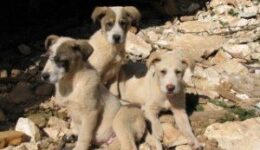Puppies in Greece.