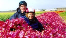 Buried in a pile of red tulip blossoms – photos by Patty McCrary
