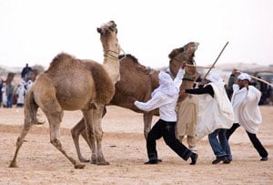 Traveling Tunisia: Exotic Souks, Ancient Ruins and Fabulous Food 11 Camel fighting at the Festival of the Sahara