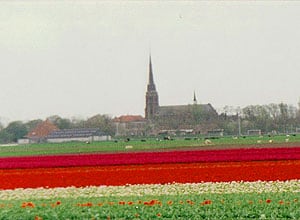 A Blissful Bicycle Tour of Holland 3 Miles and miles of tulips