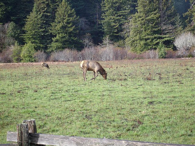 Prairie Creek Redwoods State Park. Photo Flickr user Pablo Marx.