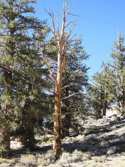 Ancient Bristlecone Pine Forest, Big Pine, CA. Photo by Flickr user pablo_marx