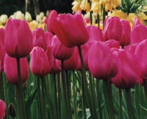 A Blissful Bicycle Tour of Holland 5 A tulip field in Holland - photos by Patty McCrary