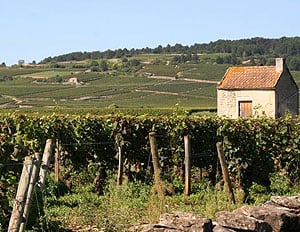 A vineyard in Burgundy