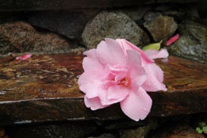 A fallen flower on the steps at Harrison House