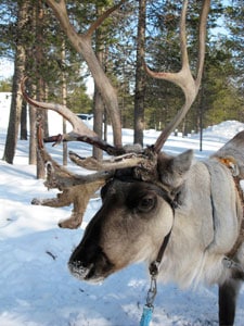 Not Rudolph, in Lapland, Finland.