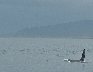 An orca nicknamed Ruffles