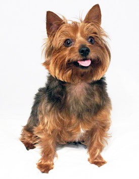 How to travel with a small dog: Here, Rusty awaits his next flight. 