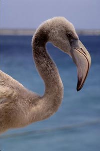 Bonaire, Dutch West Indies: Well Worth Its Salt 8 Seabird in Bonaire.