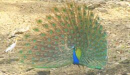 dancing-peacock