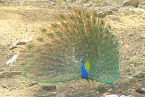 dancing-peacock