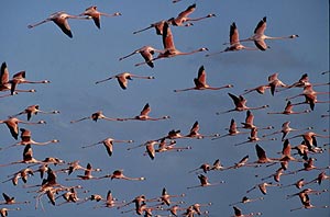 Bonaire, Dutch West Indies: Well Worth Its Salt 9 Flamingoes in Bonaire. Photo by Bonaire Tourism Corporation - Suzi Swygert