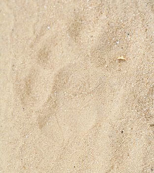 The footprint of the elusive tiger 