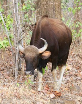 A gaur is similar to a bison