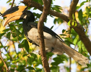 Kanha National Park: Quest for the Tiger 4 Malabar Pied Hornbill
