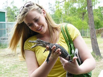 Don't try this at home! Sevie Ashley holds 'Little Al' who was found with an injured jaw and has to be specially fed at Gator Country in Beaumont, Texas. A normal gator this size could do some serious damage.