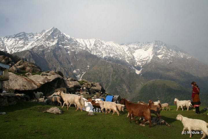 Herding goats in Triund, in the Himalayas above McLeod-Ganj. Photo by Mridula Dwivedi