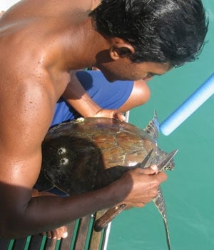 Barnacles being removed from a protected sea turtle we picked up (and released) while snorkeling