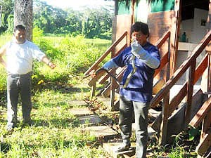 The whiptail snake that attacked Michael 