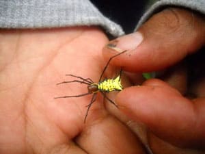 Yellow Spider
