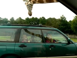 New Jersey Coast: Twilight Down the Shore 7 Giraffes love to lick cars as they drive through the Wild Safari at Six Flags, Jackson, NJ.