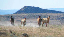 mustangs