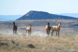 Fandango Ranch in Surprise Valley mustangs