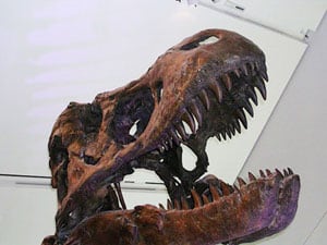 Royal Ontario Museum