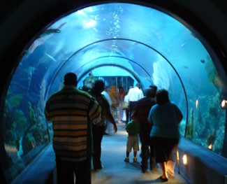 A walk-though aquarium at Moody Gardens