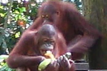 Malaysia: Viewing Our Cousins, the Orangutans