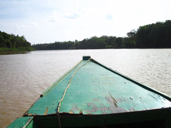 Wildlife spotting on the Kinabatangan River