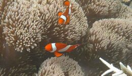 clownfish