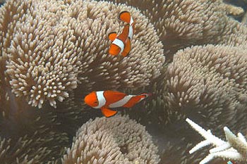 clownfish