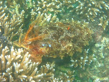 The cuttlefish is a master of camouflage.