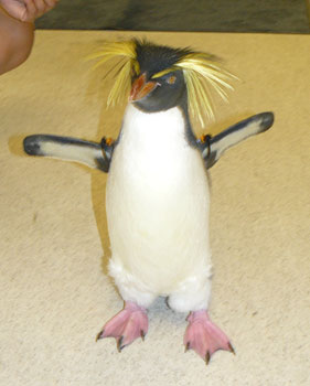 Hendrix, a rockhopper penguin born in captivity