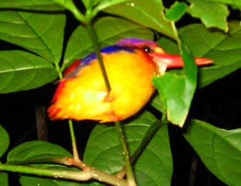 A kingfisher asleep on a branch during the jungle night trek