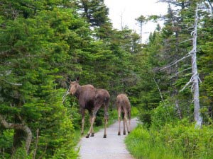 Mama Moose and a calf. 