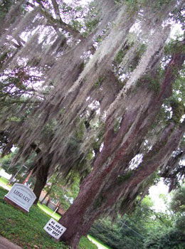 Spanish Moss and Southern Hospitality in St. Francisville 4 Spanish moss drips from a massive oak outside the entrance to the St. Francisville Public Library.