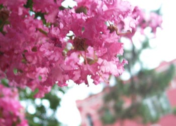 Spanish Moss and Southern Hospitality in St. Francisville 2 In June, the crape myrtle trees are in full bloom throughout St. Francisville and its surrounding plantation homes.
