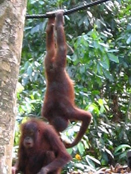 Life's more fun upside down. Orphaned orangutans at feeding time at the Sepilok Rehabilitation Centre, near Kinabatangan. Photos by Michelle Perry.