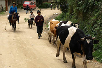 Pilgrims making their way from Cuenca to Loja to pay homage to La Virgen del Cisne, in Ecuador. "This sort of traffic beats buses and trucks any day of the week," says James.