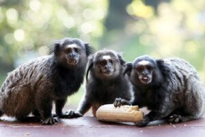 Monkeys on a roof in Minas Gerais, Brazil. Paul Shoul photo.