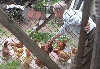 Most families raised some sort of animals. 