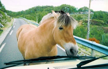 A curious fjord pony holds things up in Norway.