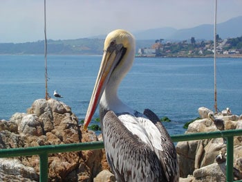 Checking into Hotels Up and Down the Chilean Beanpole 9 That's MISTER Pelican to you, fella!