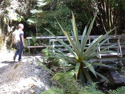 Nelson New Zealand: A Crafty, Artsy Community 15 A giant plant on the Heaphy Track near Nelson New Zealand. photo by Max Hartshorne.