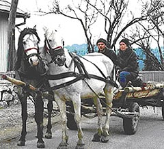In the Footsteps of Dracula: Romania 7 Horsecart transportation.