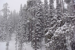 Montana is famous for its frozen trees on the sides of the chairlifts.
