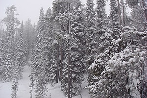 Glacier Country Montana: Real Dining, Real Skiing 4 Montana is famous for its frozen trees on the sides of the chairlifts.