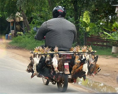 A delivery of chickens speeds towards Phnom Penh.